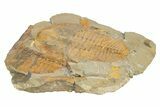 Cambropallas Trilobite - Jbel Ougnate, Morocco #234946-2